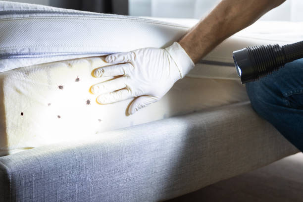 Best Emergency Pest Control  in Mineral Ridge, OH