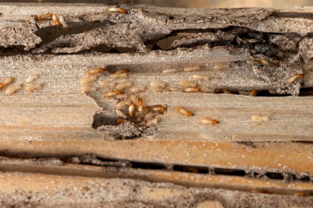 Best Pest Prevention Services  in Mineral Ridge, OH